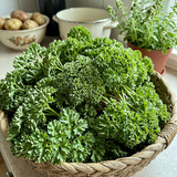 Wega Parsley Seeds Biennial Compact Green for Culinary
