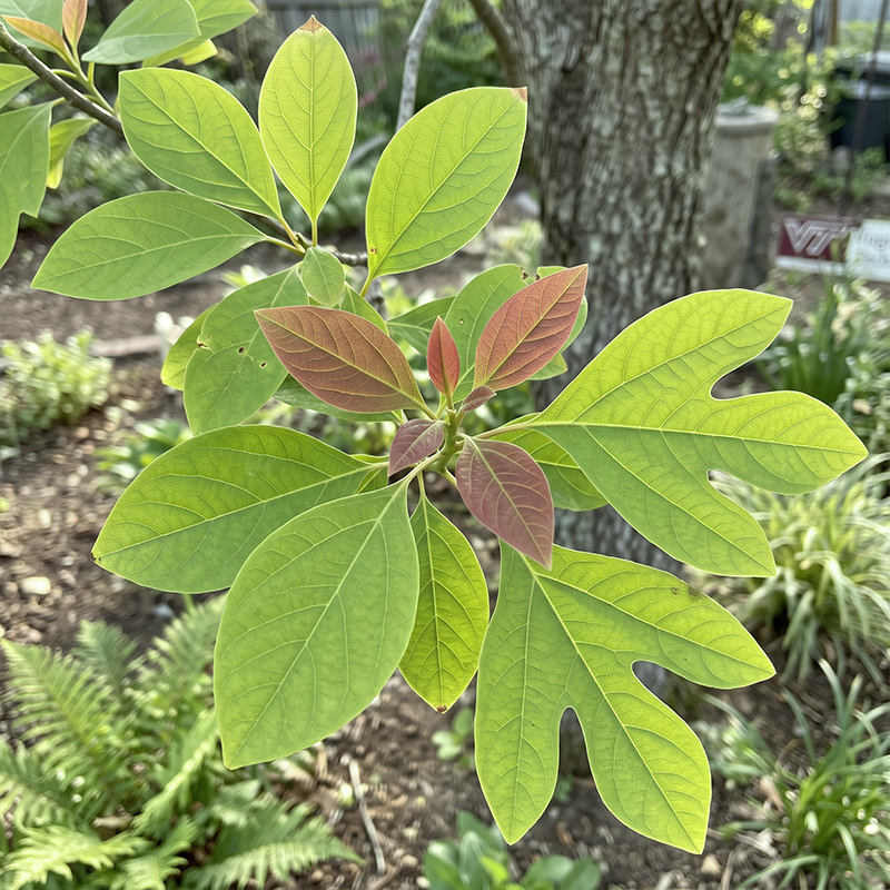 Sassafras albidum Seeds Perennial Deciduous Tree with Aromatic Foliage