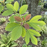Sassafras albidum Seeds Perennial Deciduous Tree with Aromatic Foliage