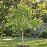 Sassafras albidum Seeds Perennial Deciduous Tree with Aromatic Foliage