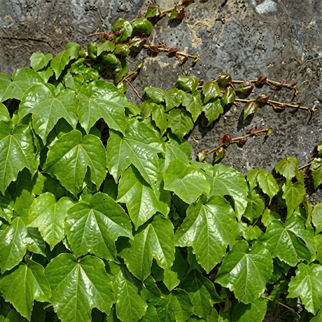 Semillas de hiedra, enredaderas, lianas, enredaderas verdes, hermosas plantas trepadoras que se arrastran por el suelo, bonsái para el hogar