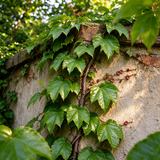 Semillas de hiedra, enredaderas, lianas, enredaderas verdes, hermosas plantas trepadoras que se arrastran por el suelo, bonsái para el hogar