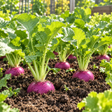 Amethyst Purple Radish Seeds Annual Compact Purple for Container Gardens