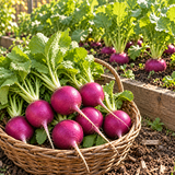 Amethyst Purple Radish Seeds Annual Compact Purple for Container Gardens