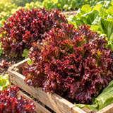 Antioxidant Ruby Leaf Lettuce Seeds Annual Upright Red for Salads