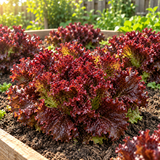 Antioxidant Ruby Leaf Lettuce Seeds Annual Upright Red for Salads