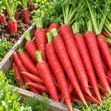 Atomic Red Carrot Seeds Biennial Upright Red for Pickling