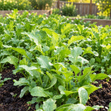 Baby Leaf Arugula Arugula Seeds Annual Compact Spicy for Container Gardens