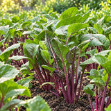 Under The Snow Beetroot Seeds Biennial Compact Cold Resistant for Salads
