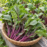 Under The Snow Beetroot Seeds Biennial Compact Cold Resistant for Salads