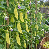 Blue-Flowered Golden Snow Pea Seeds Annual Climbing Bicolor for Culinary