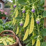 Blue-Flowered Golden Snow Pea Seeds Annual Climbing Bicolor for Culinary