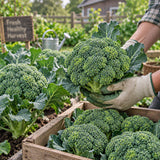 Eastern Magic Hybrid Broccoli Seeds Biennial Compact Hybrid for Culinary