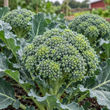 Waltham Broccoli Seeds Biennial Compact Heirloom for Culinary