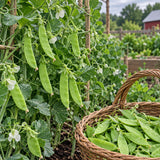 Bumper Crop Snow Pea Seeds Annual Climbing Large Green for Culinary