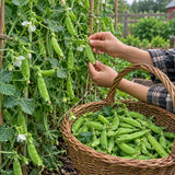 Bumper Crop Snow Pea Seeds Annual Climbing Large Green for Culinary