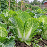 Barrel Head Hybrid Napa Cabbage Seeds Biennial Compact Hybrid for Culinary