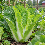 Barrel Head Hybrid Napa Cabbage Seeds Biennial Compact Hybrid for Culinary