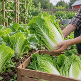 Barrel Head Hybrid Napa Cabbage Seeds Biennial Compact Hybrid for Culinary