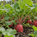 Cherry Belle Radish Seeds Annual Compact Red for Salads