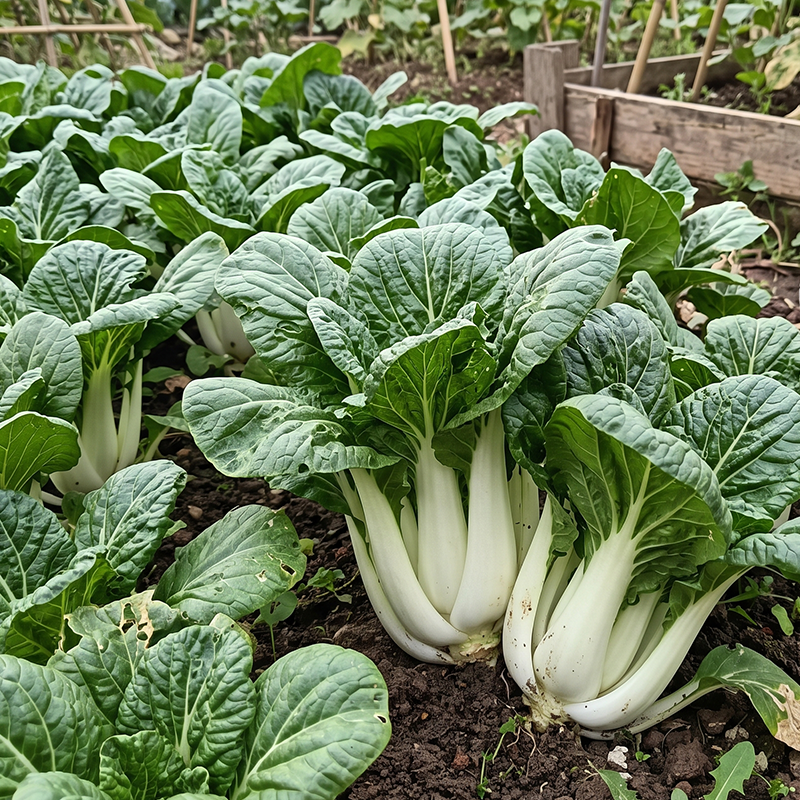 Toy Choi Hybrid Pak Choi Chinese Cabbage Seeds Biennial Compact Hybrid for Culinary
