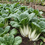 Toy Choi Hybrid Pak Choi Chinese Cabbage Seeds Biennial Compact Hybrid for Culinary