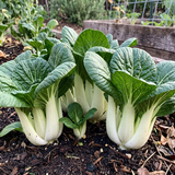 Toy Choi Hybrid Pak Choi Chinese Cabbage Seeds Biennial Compact Hybrid for Culinary