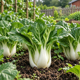 Toy Choi Hybrid Pak Choi Chinese Cabbage Seeds Biennial Compact Hybrid for Culinary