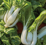 Toy Choi Hybrid Pak Choi Chinese Cabbage Seeds Biennial Compact Hybrid for Culinary