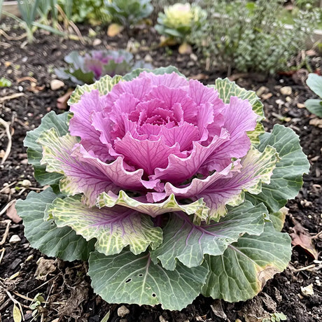 Colorful Kale Mix Kale Seeds Annual Compact Mixed Colors for Salads