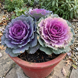 Colorful Kale Mix Kale Seeds Annual Compact Mixed Colors for Salads