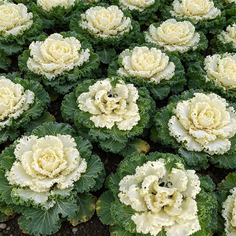 Creamy Lace Ornamental Kale Seeds Biennial Compact White for Container Gardens