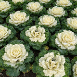Creamy Lace Ornamental Kale Seeds Biennial Compact White for Container Gardens
