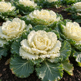 Creamy Lace Ornamental Kale Seeds Biennial Compact White for Container Gardens