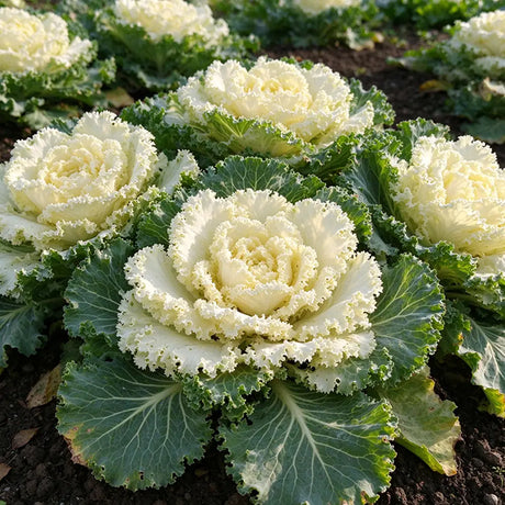 Creamy Lace Ornamental Kale Seeds Biennial Compact White for Container Gardens