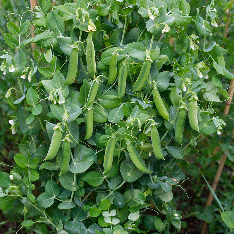 Crisp & Sweet Sugar Snap Pea Seeds Annual Climbing Sweet for Culinary