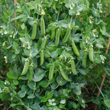 Crisp & Sweet Sugar Snap Pea Seeds Annual Climbing Sweet for Culinary