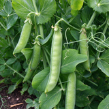 Crisp & Sweet Sugar Snap Pea Seeds Annual Climbing Sweet for Culinary