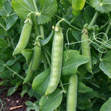 Crisp & Sweet Sugar Snap Pea Seeds Annual Climbing Sweet for Culinary