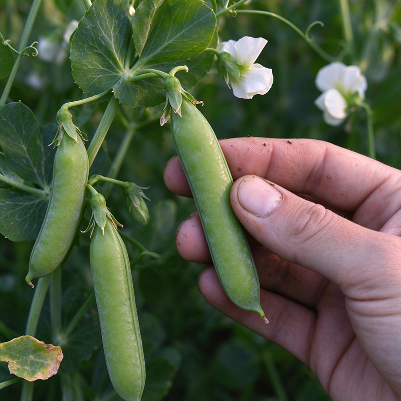 Crisp & Sweet Sugar Snap Pea Seeds Annual Climbing Sweet for Culinary