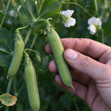 Crisp & Sweet Sugar Snap Pea Seeds Annual Climbing Sweet for Culinary