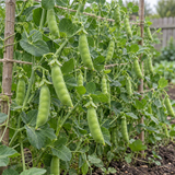 Crisp & Sweet Sugar Snap Pea Seeds Annual Climbing Sweet for Culinary