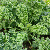 Crisp Morning Curly Kale Seeds Biennial Compact Curly for Salads