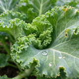 Crisp Morning Curly Kale Seeds Biennial Compact Curly for Salads