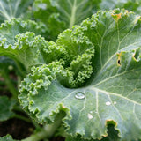 Crisp Morning Curly Kale Seeds Biennial Compact Curly for Salads