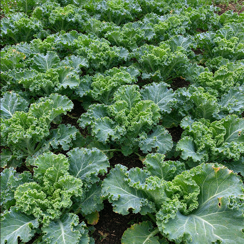 Crisp Morning Curly Kale Seeds Biennial Compact Curly for Salads