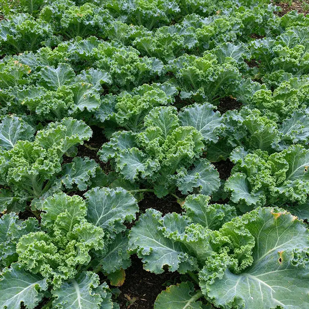 Crisp Morning Curly Kale Seeds Biennial Compact Curly for Salads