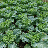 Crisp Morning Curly Kale Seeds Biennial Compact Curly for Salads