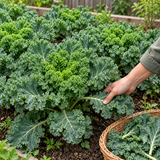 Crisp Morning Curly Kale Seeds Biennial Compact Curly for Salads