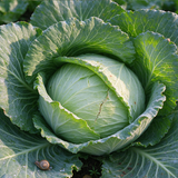 Crisp White-Hearted Cabbage Seeds Biennial Compact White for Salads